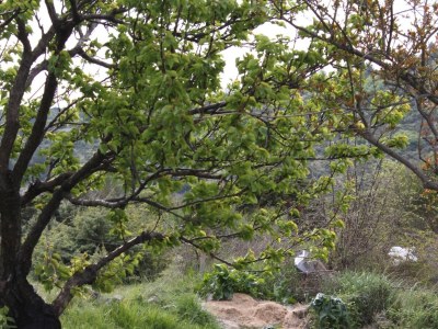 Apartment One bedroom apartment with balcony and sea view Ljubač, Zadar A-6141-b - Outdoor photo 10