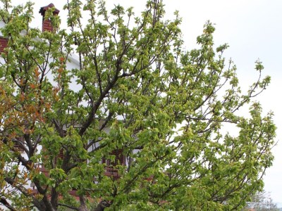 Apartment One bedroom apartment with balcony and sea view Ljubač, Zadar A-6141-b - Outdoor photo 12
