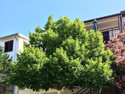 Apartment Studio flat near beach Starigrad, Paklenica AS-6621-b - Outdoor photo 9