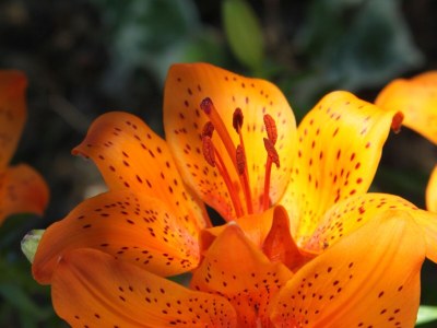 Apartment Studio flat near beach Mandre, Pag AS-6284-c - Outdoor photo 13