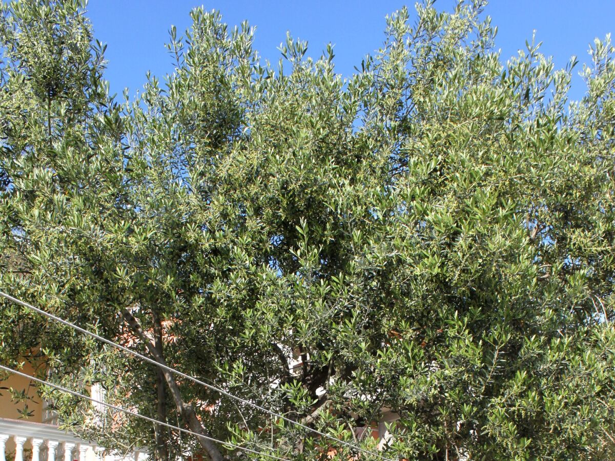 Apartment Two bedroom apartment with terrace Vodice A-6271-c - Outdoor photo 4