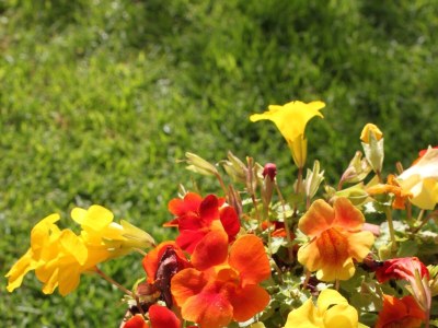 Apartment Two bedroom apartment with terrace Vodice A-6271-c - Outdoor photo 9