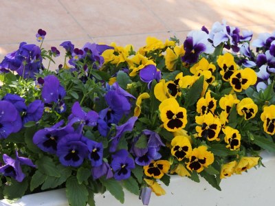 Apartment Two bedroom apartment with balcony and sea view Vodice A-6271-e - Outdoor photo 11