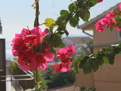 Apartment Two bedroom apartment with terrace and sea view Podgora, Makarska A-6664-a - Outdoor photo 32