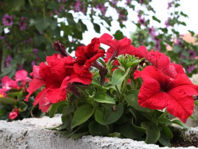 Apartment Apartments by the sea Sveti Petar, Biograd - 6168 - Apartments by the sea Sveti Petar, Biograd - 6168 - Outdoor photo 7