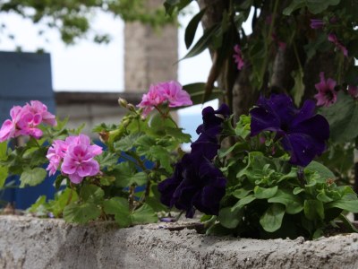 Apartment Apartments by the sea Sveti Petar, Biograd - 6168 - Apartments by the sea Sveti Petar, Biograd - 6168 - Outdoor photo 8