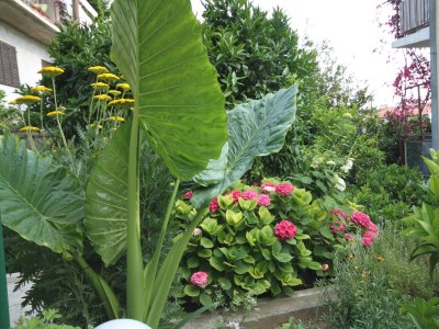 Apartment Two bedroom apartment with terrace Podgora, Makarska A-6664-b - Outdoor photo 13