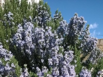 Apartment Studio flat with terrace and sea view Kustići, Pag AS-6392-a - Outdoor photo 9