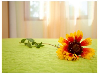 Apartment One bedroom apartment with terrace and sea view Nin, Zadar A-6153-b - Outdoor photo 16