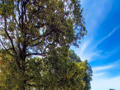 Apartment Two bedroom apartment near beach Cove Mulobedanj, Pag A-6275-a - Outdoor photo 13