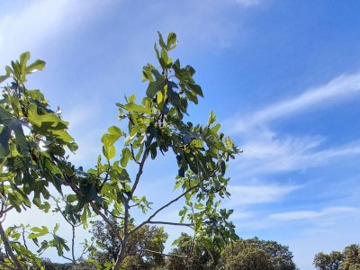 Apartment One bedroom apartment near beach Cove Mulobedanj, Pag A-6275-d - Outdoor photo 8