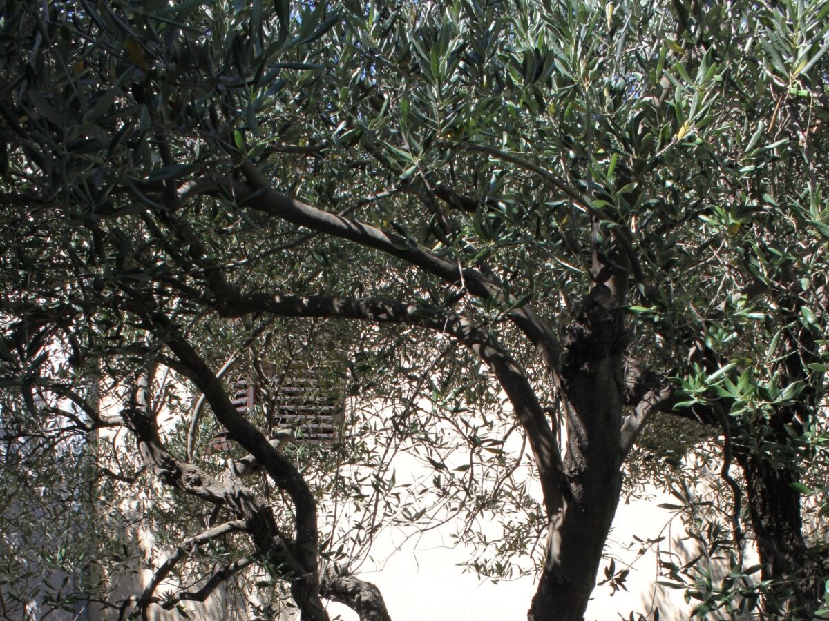 Apartment Two bedroom apartment with terrace and sea view Podgora, Makarska A-6779-a - Outdoor photo 5