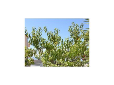 Apartment One bedroom apartment with air-conditioning Podgora, Makarska A-6911-a - Outdoor photo 8