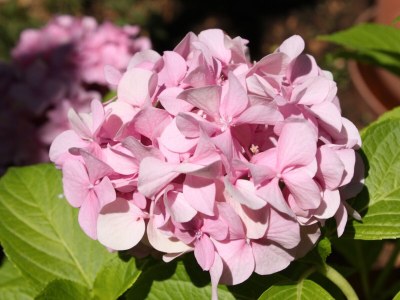 Apartment One bedroom apartment with air-conditioning Podgora, Makarska A-6911-b - Outdoor photo 6