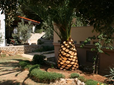 Apartment Apartments by the sea Mandre, Pag - 6516 - Apartments by the sea Mandre, Pag - 6516 - Outdoor photo 7