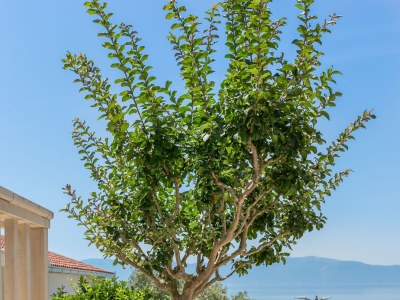 Apartment One bedroom apartment with terrace and sea view Podaca, Makarska A-6736-b - Outdoor photo 10