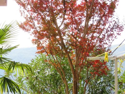 Apartment Two bedroom apartment with terrace and sea view Rabac, Labin A-7410-f - Outdoor photo 37