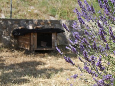 Apartment Two bedroom apartment with terrace Mali Lošinj, Lošinj A-7978-a - Outdoor photo 11