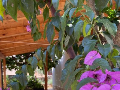 Apartment Two bedroom apartment with terrace Mali Lošinj, Lošinj A-7978-a - Outdoor photo 27