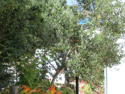 Apartment One bedroom apartment with terrace Mali Lošinj, Lošinj A-7978-c - Outdoor photo 13