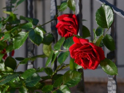 Apartment Two bedroom apartment with terrace and sea view Ičići, Opatija A-7885-a - Outdoor photo 11