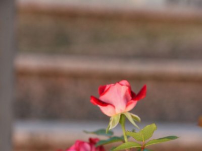 Apartment One bedroom apartment with terrace Ičići, Opatija A-7885-b - Outdoor photo 12