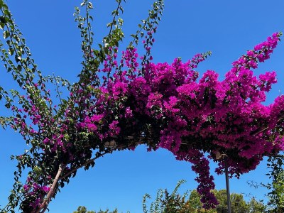 Apartment One bedroom apartment with terrace and sea view Ilovik, Lošinj A-8069-a - Outdoor photo 9