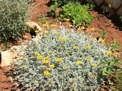 Apartment One bedroom apartment with terrace and sea view Ilovik, Lošinj A-8069-a - Outdoor photo 13
