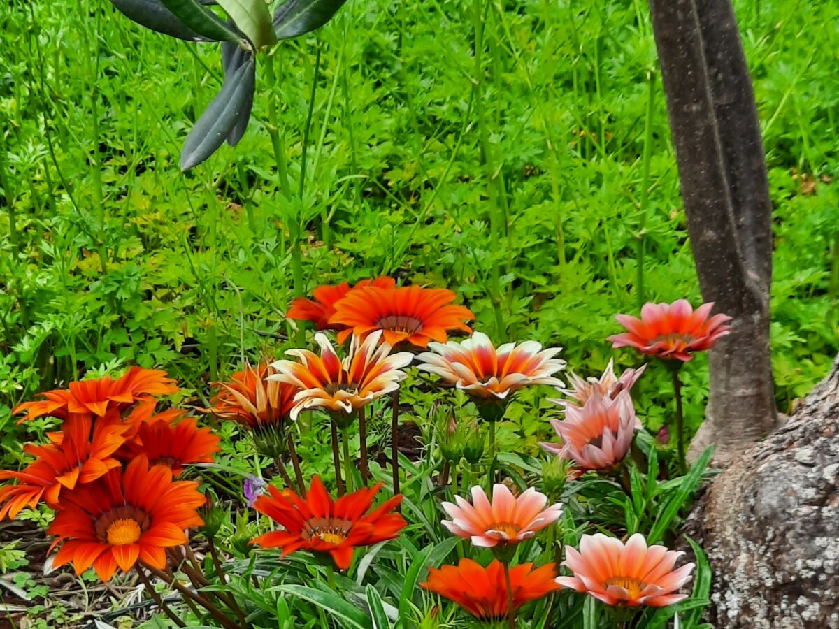 Apartment Two bedroom apartment near beach Luka Dubrava, Pelješac A-21647-b - Outdoor photo 4