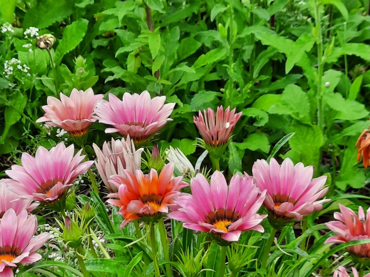 Apartment Two bedroom apartment near beach Luka Dubrava, Pelješac A-21647-b - Outdoor photo 5