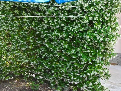 Holiday room Apartments and rooms with parking space Nerezine, Lošinj - 8049 - Outdoor photo 21