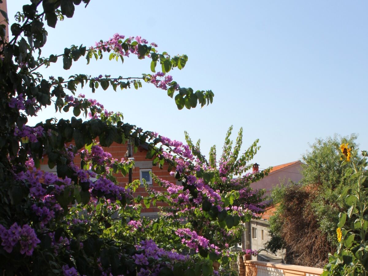 Apartment Apartments with parking space Sali, Dugi otok - 8153 - Apartments with parking space Sali, Dugi otok - 8153 - Outdoor photo 5