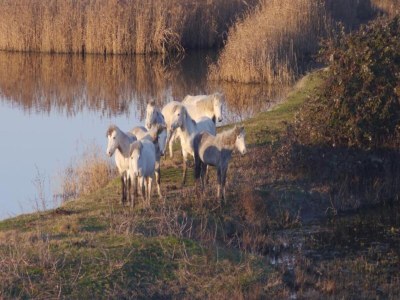 Holiday park Resort in Lido di Spina am Adriatischen Meer - Environment photo 23