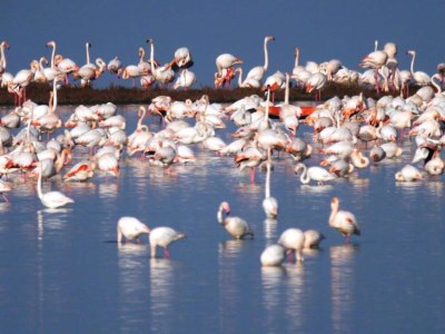 Holiday park Resort in Lido di Spina am Adriatischen Meer - Environment photo 25