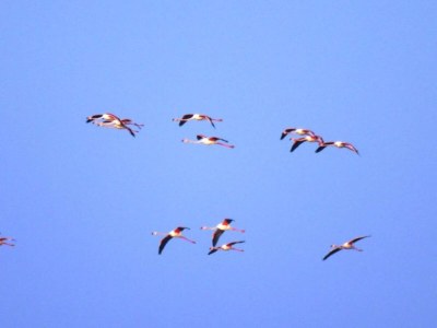 Holiday park Resort in Lido di Spina am Adriatischen Meer - Environment photo 26