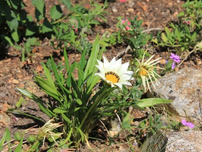 Apartment One bedroom apartment with balcony Kukljica, Ugljan A-8210-b - Outdoor photo 12