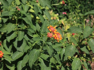 Apartment One bedroom apartment with balcony Kukljica, Ugljan A-8210-b - Outdoor photo 17