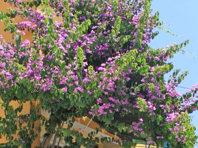 Apartment One bedroom apartment with air-conditioning Sali, Dugi otok A-8110-b - Outdoor photo 6