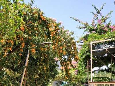 Apartment One bedroom apartment with air-conditioning Sali, Dugi otok A-8110-b - Outdoor photo 8