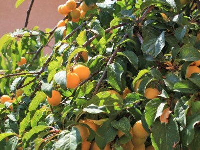 Apartment One bedroom apartment with air-conditioning Sali, Dugi otok A-8110-b - Outdoor photo 9