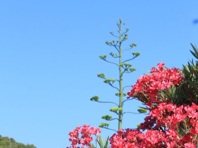 Apartment Studio flat with terrace and sea view Preko, Ugljan AS-8224-c - Outdoor photo 13