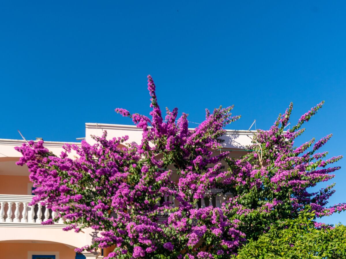 Apartment Two bedroom apartment with terrace Pašman A-8214-a - Outdoor photo 3