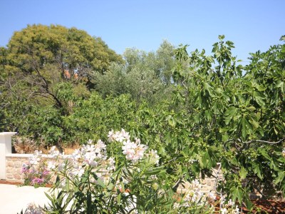 Apartment Two bedroom apartment with terrace Pašman A-8214-a - Outdoor photo 27