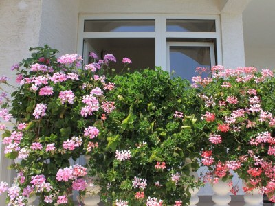 Apartment One bedroom apartment with terrace and sea view Neviđane, Pašman A-8273-b - Outdoor photo 11