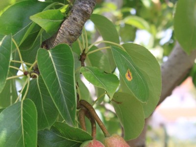 Apartment One bedroom apartment with terrace and sea view Neviđane, Pašman A-8273-b - Outdoor photo 12