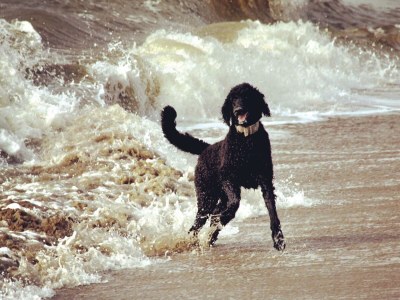 Bungalow Veenendaal - Environment photo 14