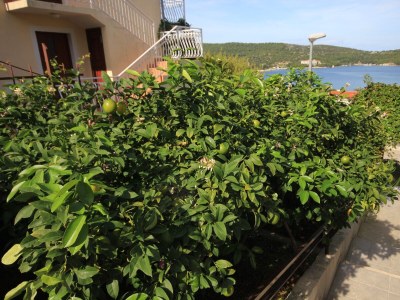 Apartment Two bedroom apartment with balcony and sea view Vis A-8448-a - Outdoor photo 6