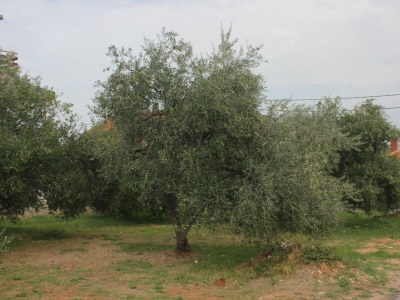 Apartment Two bedroom apartment with terrace and sea view Kraj, Pašman A-8502-a - Outdoor photo 7