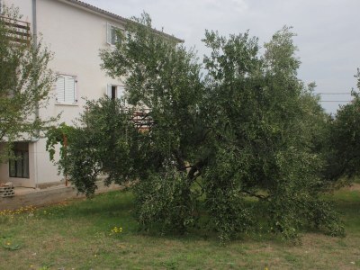Apartment One bedroom apartment with terrace and sea view Kraj, Pašman A-8502-b - Outdoor photo 6