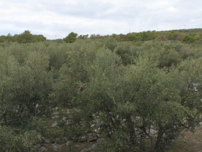 Apartment Studio flat near beach Cove Mala Lamjana, Ugljan AS-8461-a - Outdoor photo 31